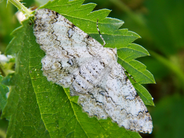 Ascotis selenaria